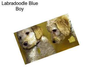 Labradoodle Blue Boy