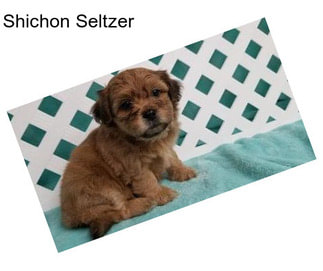 Shichon Seltzer