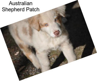 Australian Shepherd Patch