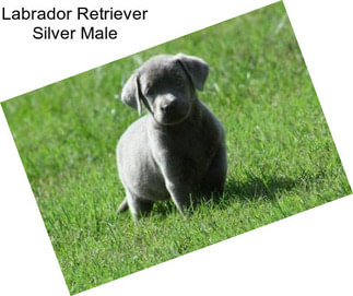 Labrador Retriever Silver Male