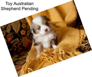 Toy Australian Shepherd Pending