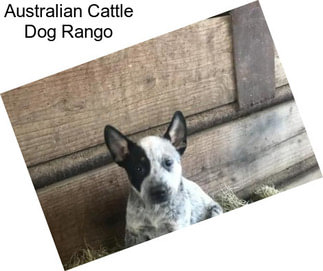 Australian Cattle Dog Rango