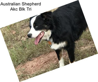 Australian Shepherd Akc Blk Tri