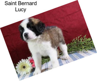 Saint Bernard Lucy