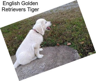 English Golden Retrievers Tiger