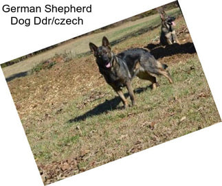 German Shepherd Dog Ddr/czech