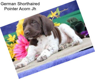 German Shorthaired Pointer Acorn Jh