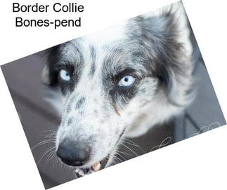 Border Collie Bones-pend