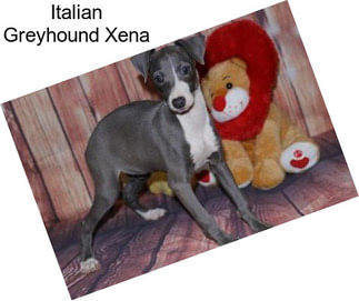 Italian Greyhound Xena