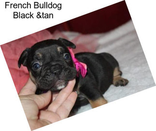 French Bulldog Black &tan