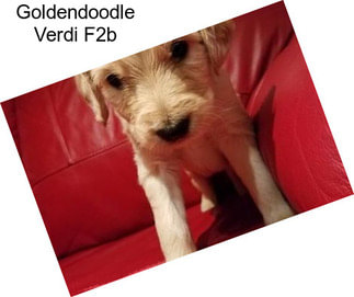 Goldendoodle Verdi F2b