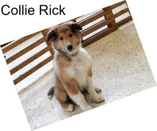 Collie Rick