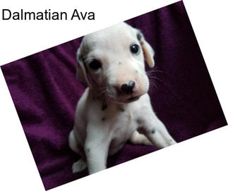 Dalmatian Ava