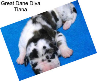 Great Dane Diva Tiana