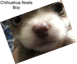 Chihuahua Noels Boy