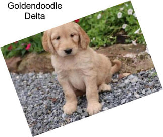 Goldendoodle Delta