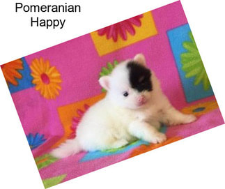 Pomeranian Happy