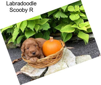 Labradoodle Scooby R