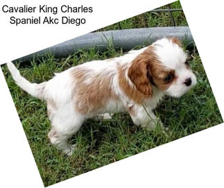 Cavalier King Charles Spaniel Akc Diego