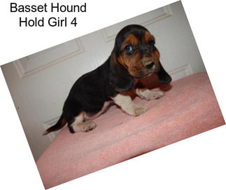 Basset Hound Hold Girl 4