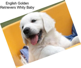 English Golden Retrievers Whity Baby