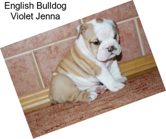 English Bulldog Violet Jenna