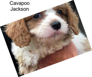 Cavapoo Jackson