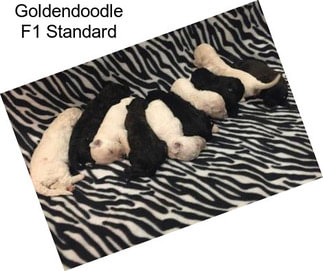 Goldendoodle F1 Standard