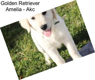 Golden Retriever Amelia - Akc