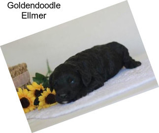 Goldendoodle Ellmer