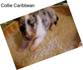 Collie Caribbean