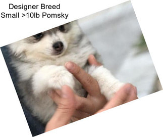 Designer Breed Small >10lb Pomsky