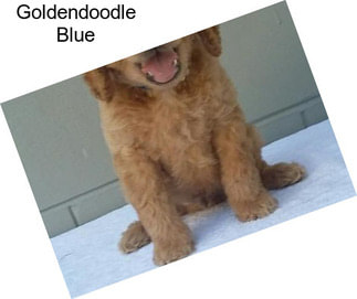 Goldendoodle Blue