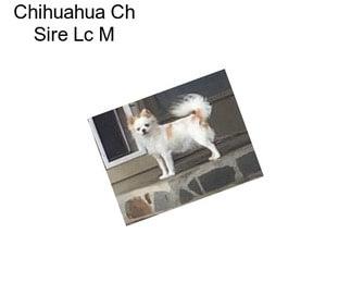 Chihuahua Ch Sire Lc M