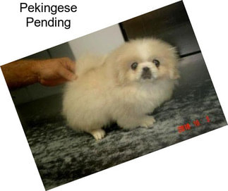 Pekingese Pending