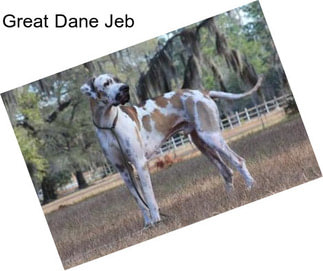 Great Dane Jeb