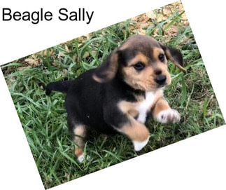 Beagle Sally