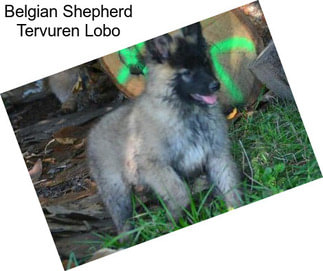 Belgian Shepherd Tervuren Lobo