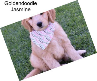 Goldendoodle Jasmine