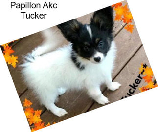 Papillon Akc Tucker