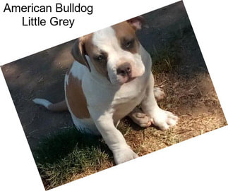 American Bulldog Little Grey