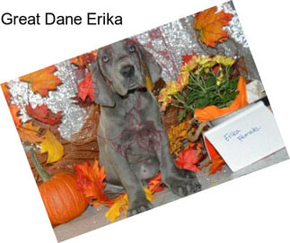 Great Dane Erika