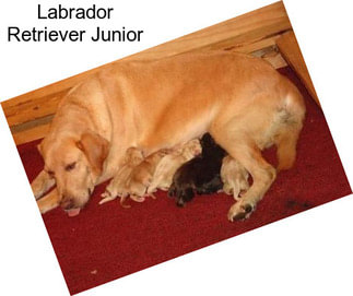 Labrador Retriever Junior