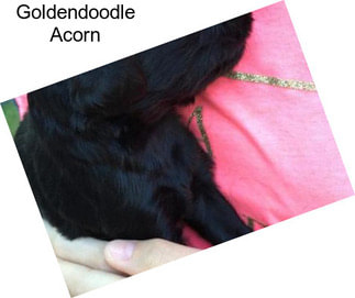 Goldendoodle Acorn