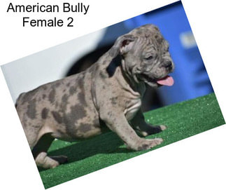 American Bully Female 2