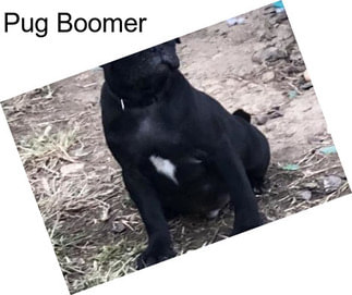 Pug Boomer