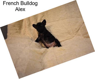 French Bulldog Alex