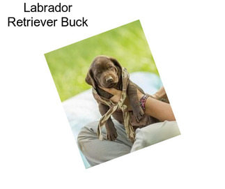 Labrador Retriever Buck