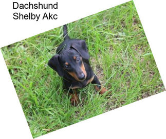 Dachshund Shelby Akc