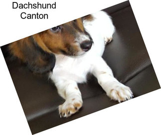 Dachshund Canton